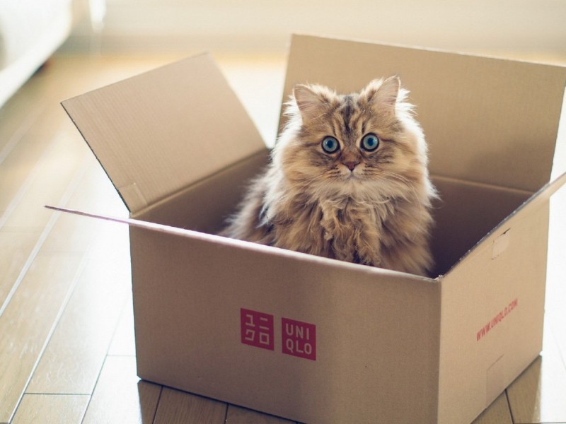 Kediler Neden Kutulara Bayılırlar?